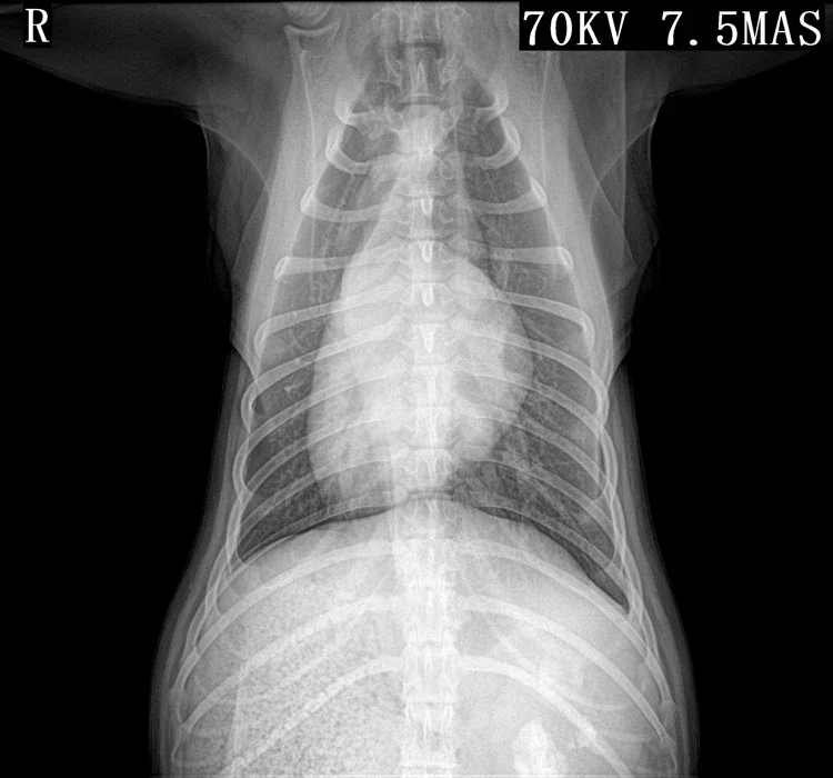 2024 Cyfrowy wykrywacz płaskich paneli Xray DR FPD RX 14 * 17 139um dla ludzi i weterynarii