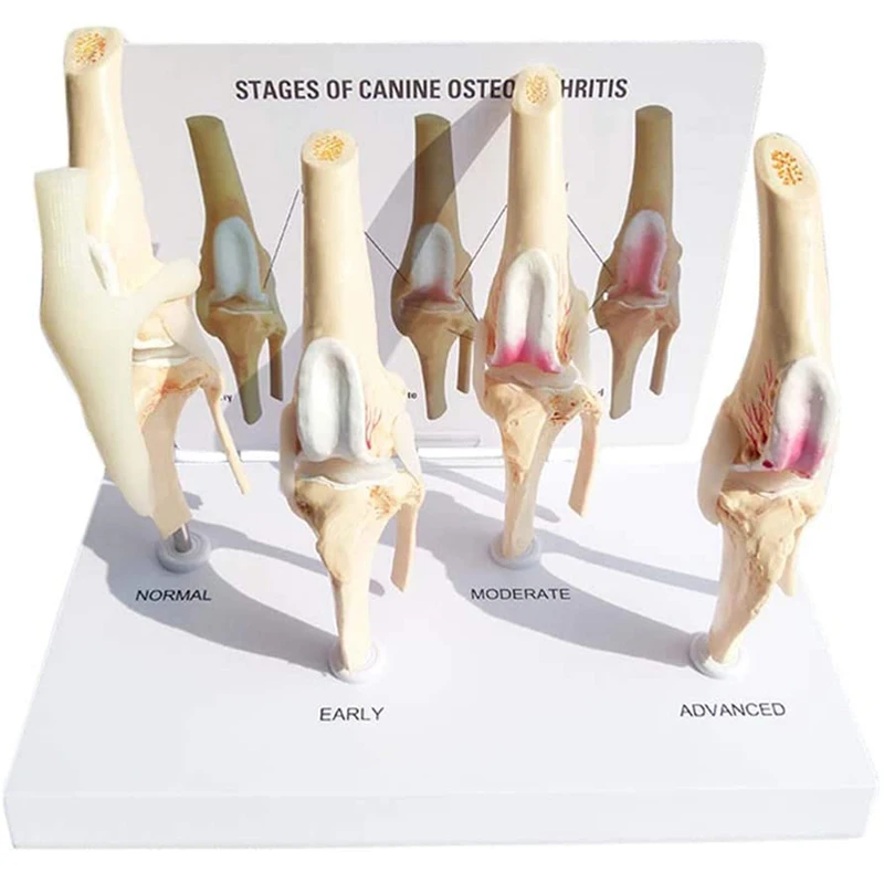 Veterinaire Canine Artrose 4-Stage Hond Knie Canine/Hond 4 Stage Knie Artritis Anatomie Anatomisch Model Skelet