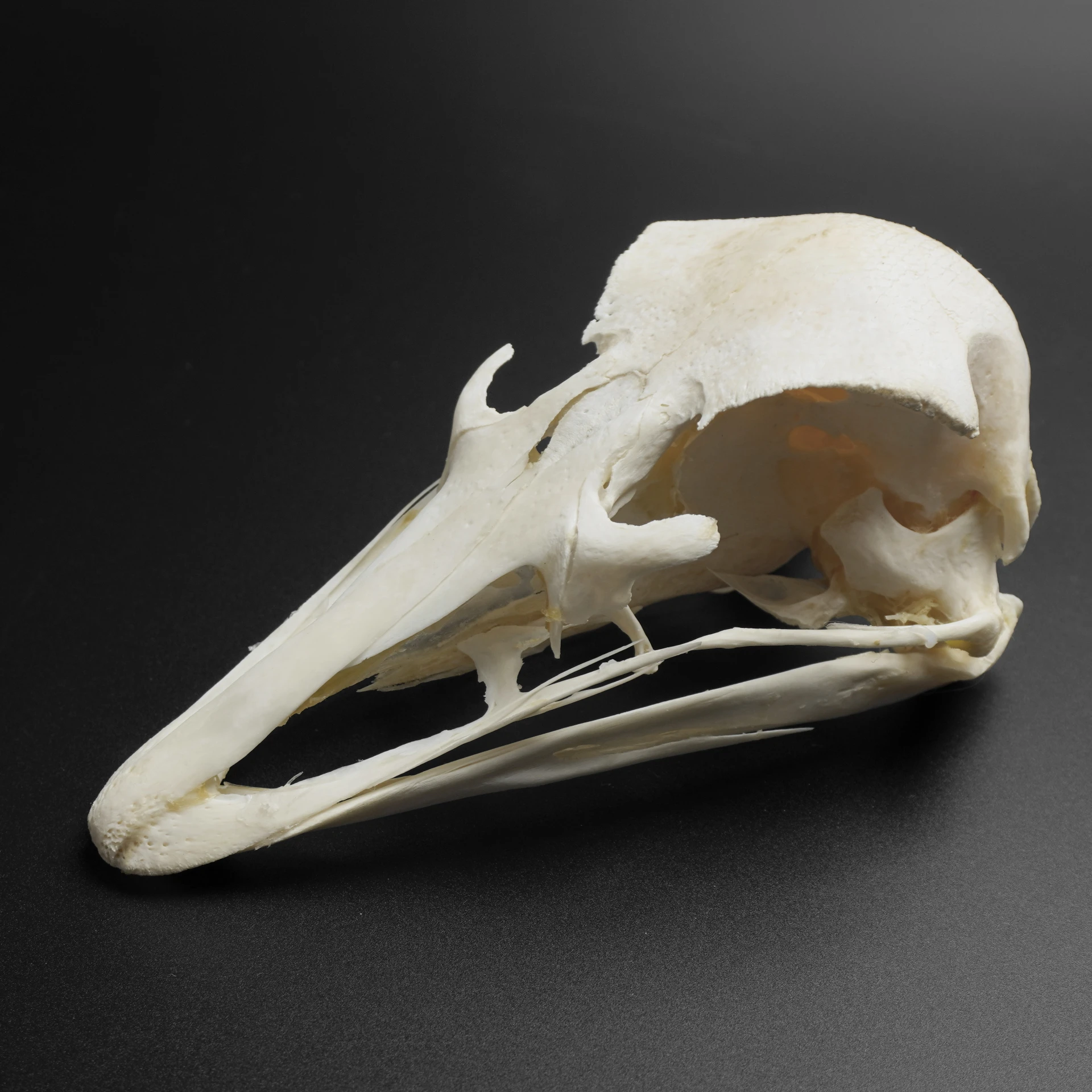 

1/2/5/10 Pcs Real Animal Skull Specimens Ostrich Skull DIY Decorative Collectibles Educational Specimens Teaching Models