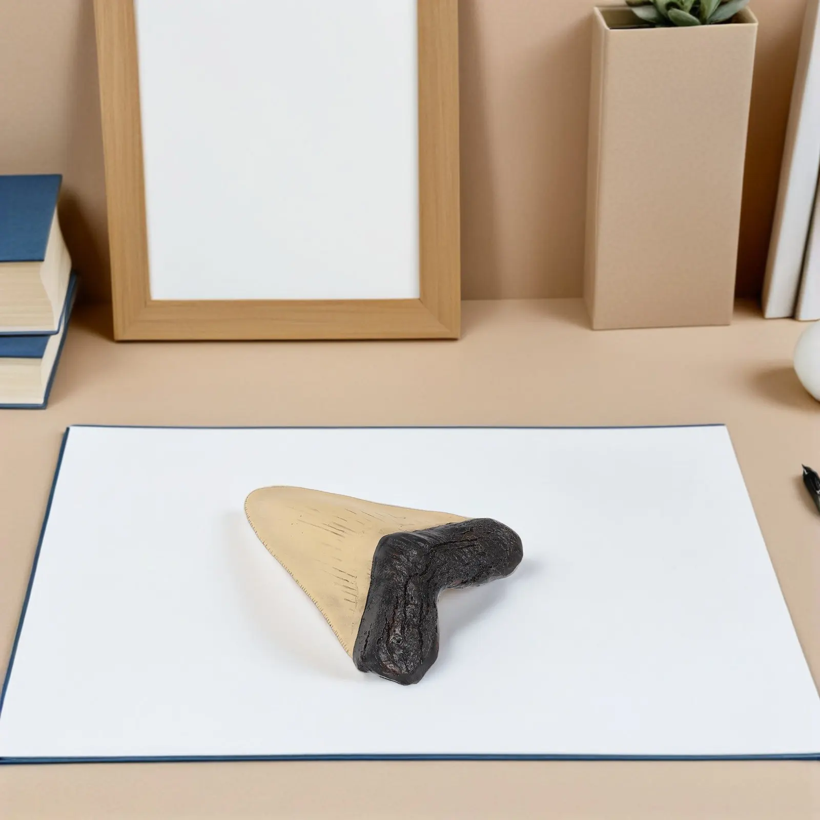 Realistic Resin Megalodon Tooth Prehistoric Shark Tooth Display for Science Classroom Home Study Shelf Decor