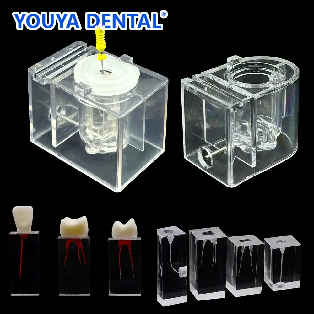 

Dental Teeth Root Canal Training Model Treatment Model Practice Simulation Oral Root Canal Dentistry Lab Students Root Testers