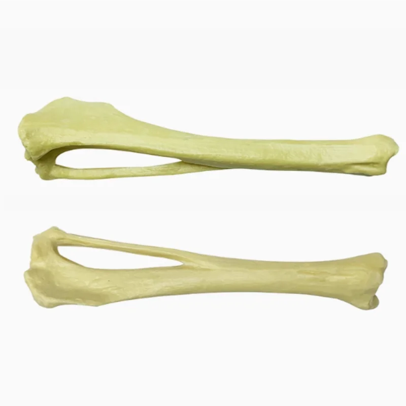 

Хирургическая практика, имитация кости, собаки, большеберцовой кости, fibula, модель кости, ортопедический скелет собаки, скелет животного, собака, домашнее животное