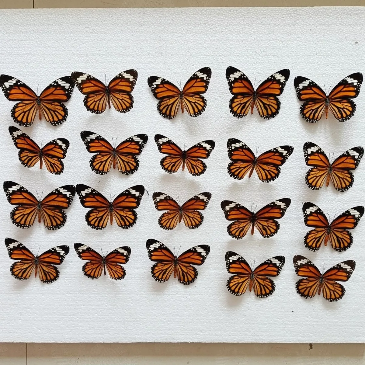 5-100 pcs natural Real Butterflies Specimen (Danaus genutia）