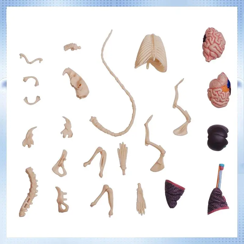 piezas-de-abrj-29-raton-blanco-4d-maestro-modelo-de-anatomia-animal-organos-desmontables-ciencia-corporal-juguetes-educativos-diy-regalo