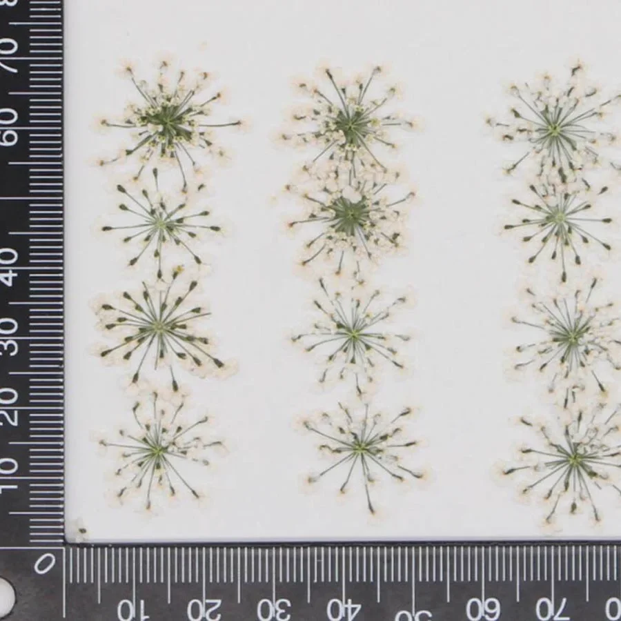 60pcs Pressed Dried White Queen Anne's Lace Flowers Plant Herbarium For Jewelry Postcard Invitation Card Phone Case Bookmark