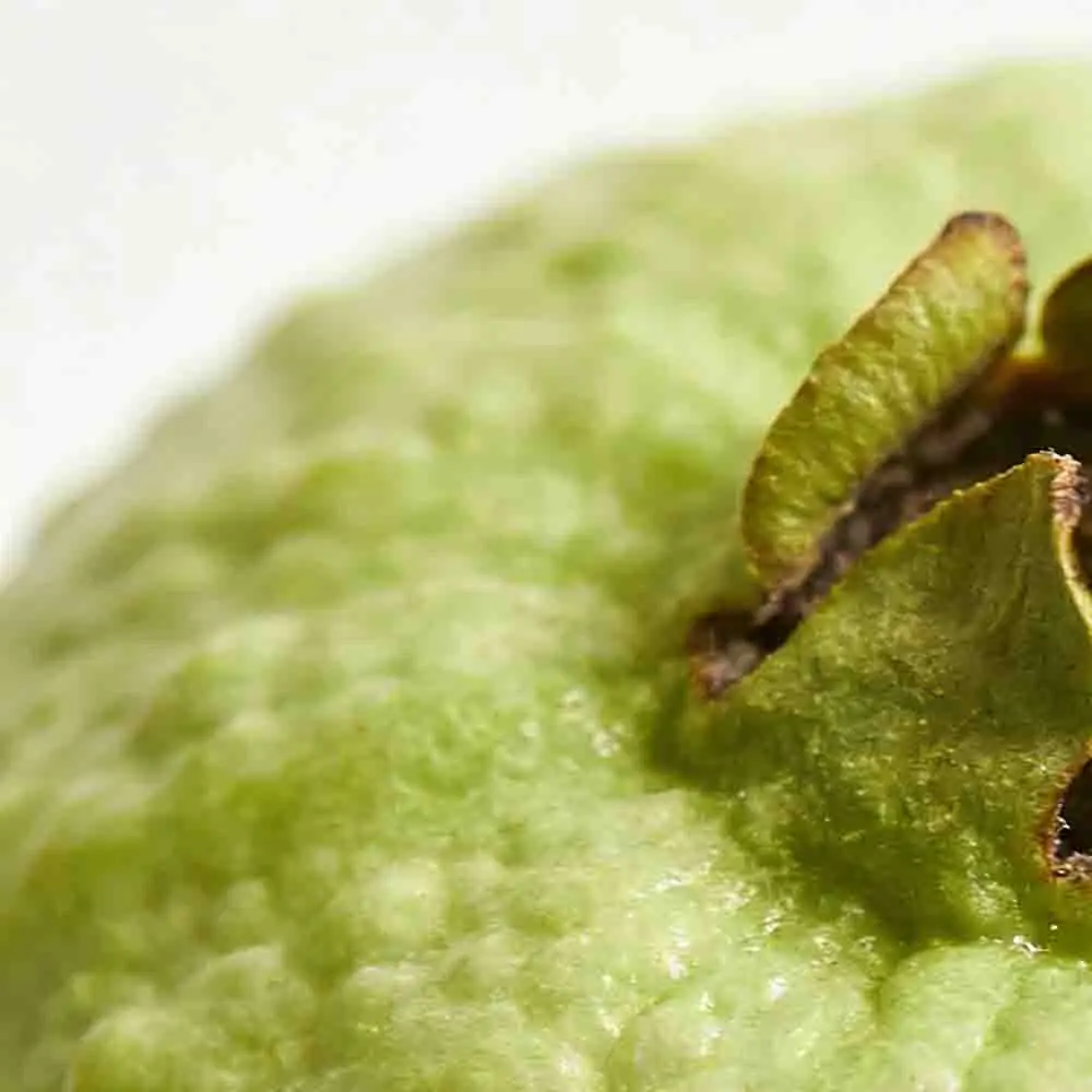 

SKYRC LEOPARD 12T 3300KV Brushless Motor with 60A ESC Program Card Power System for 1/10 Car RC Accessories