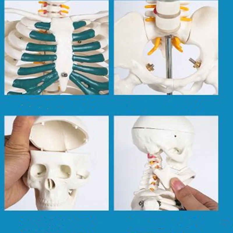 Human Skeletal Model  With Removable Muscles  Spine 1: 1 Medical Whole Body Simulation Art