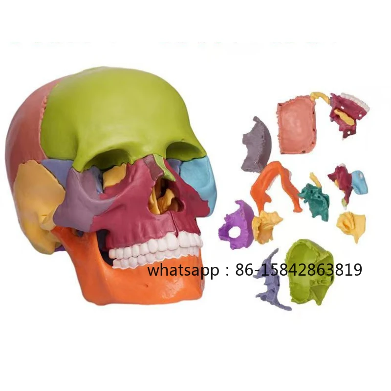 

1: 2 Detachable 15 Color Mini Simulated Human Skull Heads Suitable for Medicine Science Educationart Paintingetc