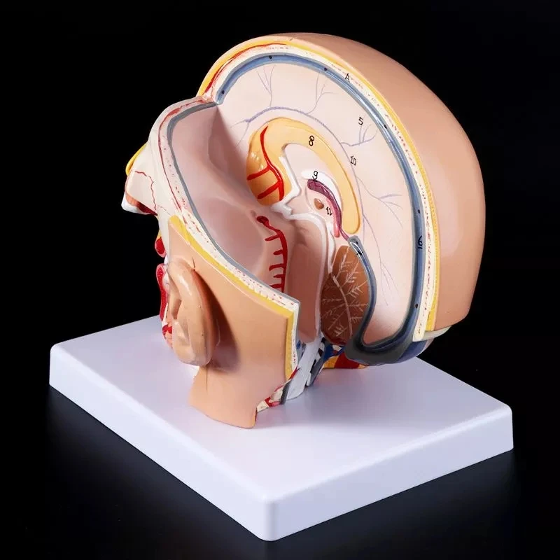 Anatomia człowieka Głowa Czaszka Mózg mózg mózgowy Model anatomiczny do materiału dydaktycznego escolar