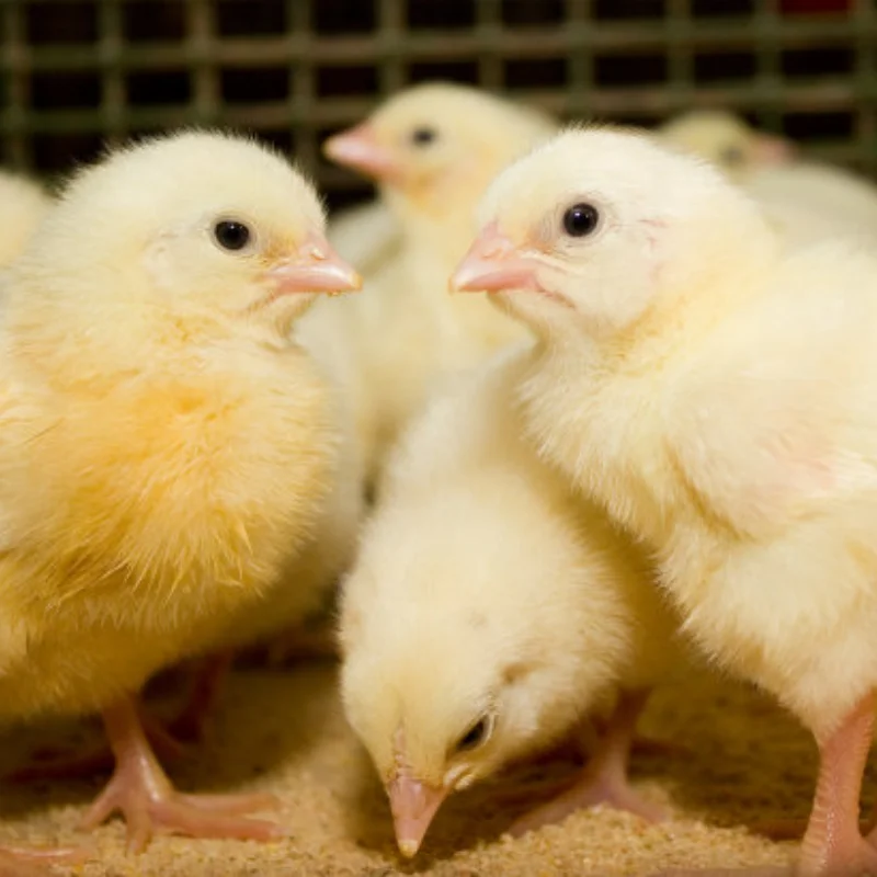 إطار مياه للإطارات الرملي 1/16 MOJAVE GROM لملحقات أجزاء ترقية السيارة Arrma RC