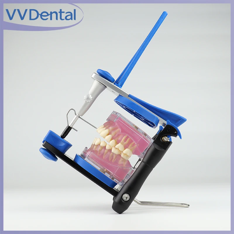 

VVDental Dental Artex BN Model Functional Articulator and Accessories Teeth Model Accurate Scale Plaster Model