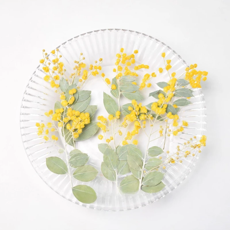 12pcs,Natural Acacia Branches with Leaves DIY Dry Flower Plant Photo Frame Phone Case Epoxy Jewelry Embossed Face Petal Makeup