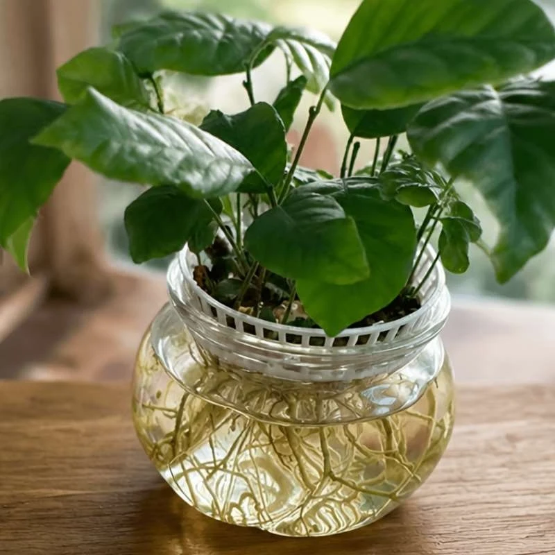 3D Printed Hydroponic Seed Sprouting Tray Litchi Longan Germination Pot Home Gardening Plant Stand