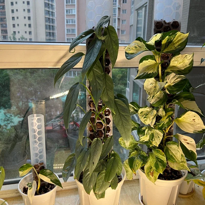 3er-Set Moosstangen für Zimmerpflanzen – Kletterhilfen und Pflanzenstützen für Monstera – Moosstäbe für Pflanzenwachstum – Gartenzubehör – Detail 14