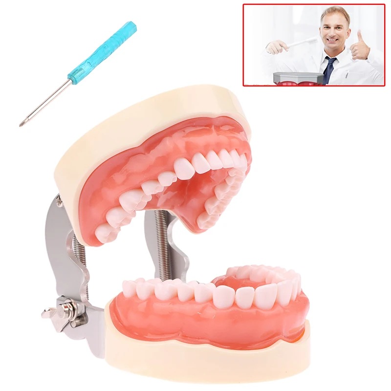 Modelo de enseñanza Dental de 32 dientes, modelo de dientes de ortodoncia Dental estándar para estudio educativo de odontología, 1 Uds.