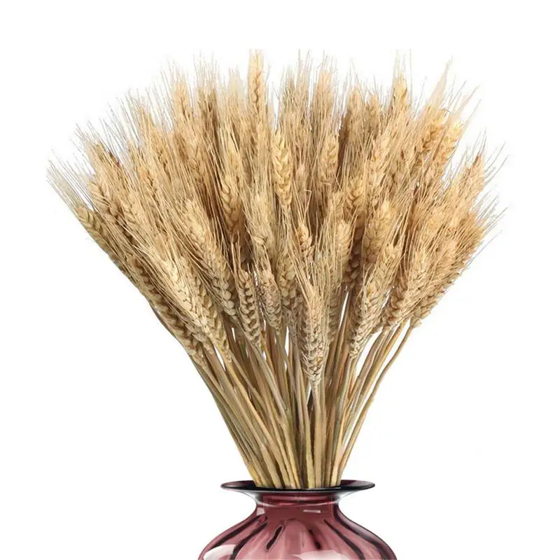 100pcs Wheat Stalks Wheat Bunch 21.7 Inch Fall Arrangement Dried Wheat Sheaves Wheat Stalks Bundle Decor Supplies for Home Table