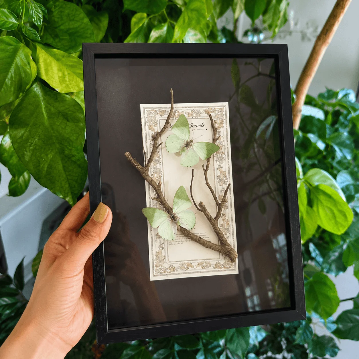 2 Real Charaxes Eupale Butterfly Taxidermy Shadow Box, Natural Twig Staged Frame, Forest Style Wall Art for Study Bedroom