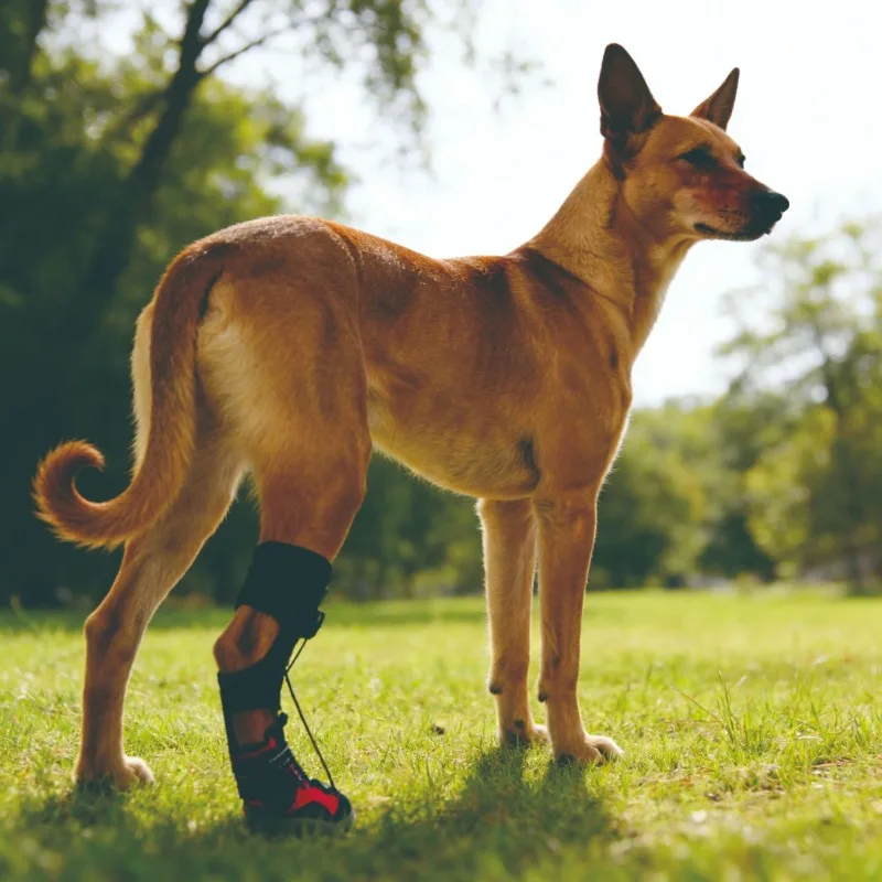 Thumbnail 2 - #35 Latest Puppy Boots Updates