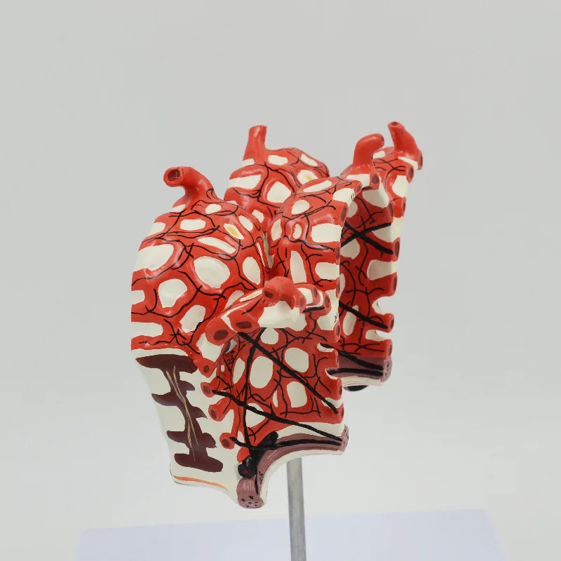 Enlarged anatomical model of human alveoli, teaching model of human internal organs