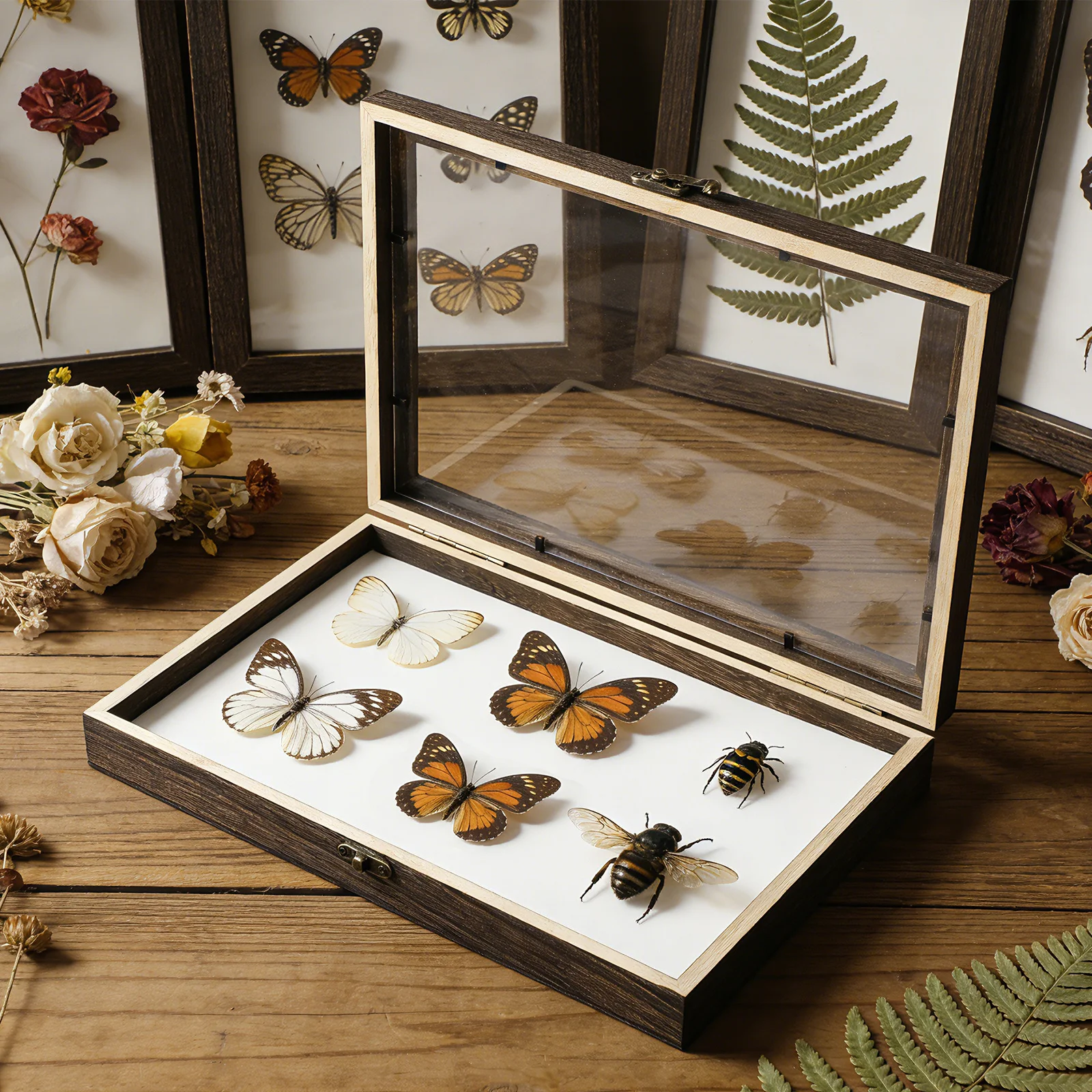 1 Set Insect Specimen Box With Transparent Lid For Plant Wood Storage Display Case Shadow Frame Container Wooden Showcase Tool