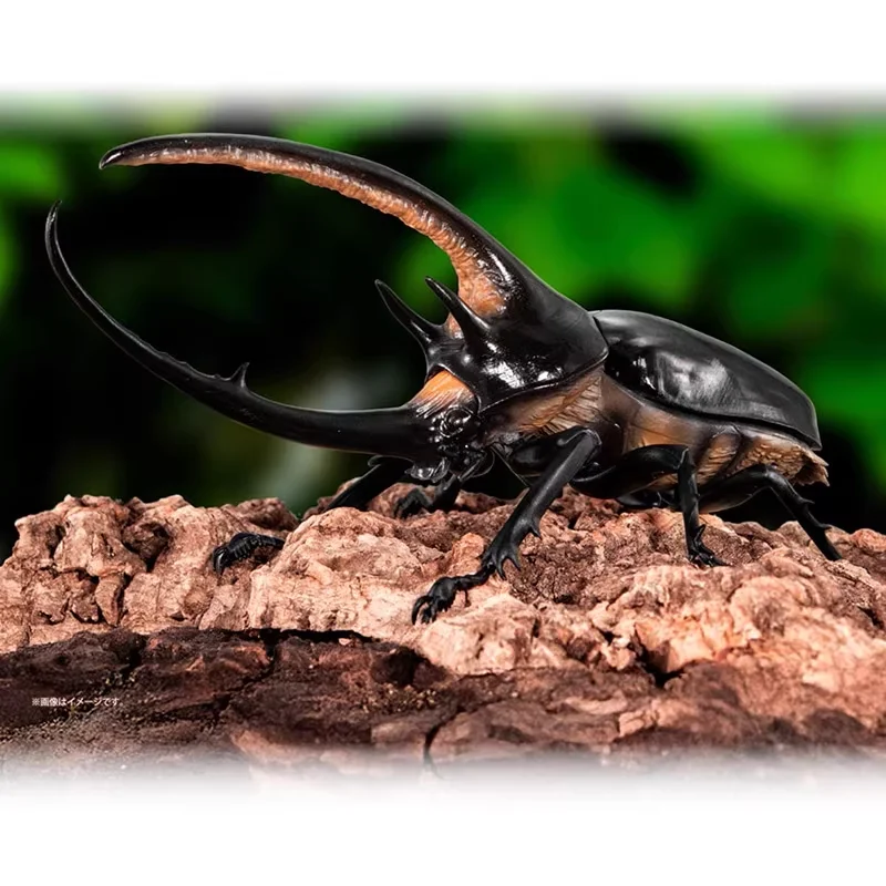 الموسوعة البيولوجية Gashapon الأصلية من بانداي-Hercules Beetle نموذج محاكاة الحشرات ، ألعاب قابلة للجمع/ديكور هدايا للأطفال