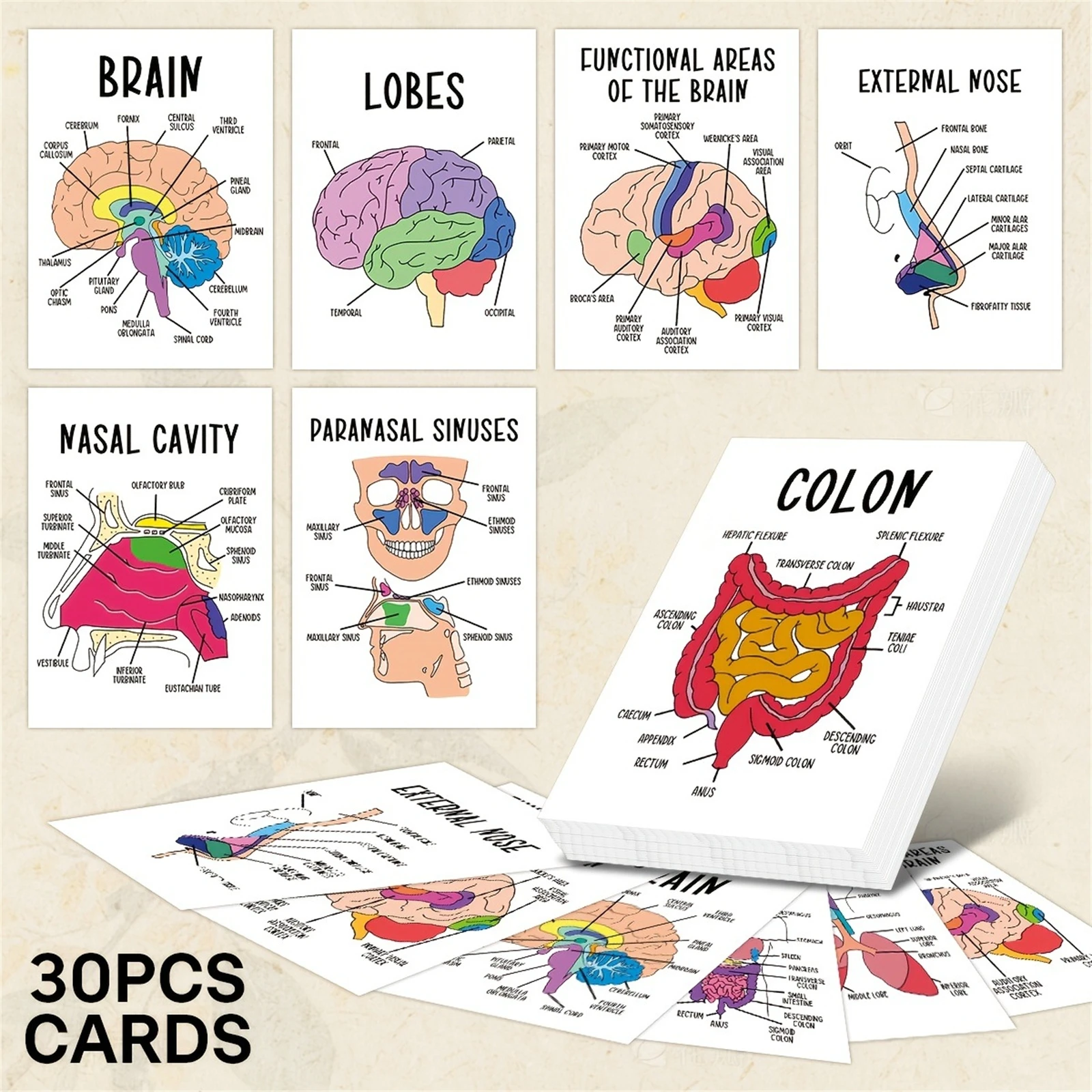 Cartes mémoire professionnelles sur les organes humains, 30 pièces, ensemble éducatif pour étudiants, outil d'apprentissage à domicile, carton résistant.