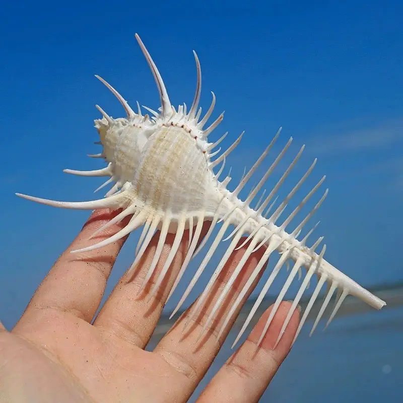 Natural Conch Shell Venus Specimen Creative Home Landscaping Platform Decoration Beautiful and Beautiful Natural Without Dyeing