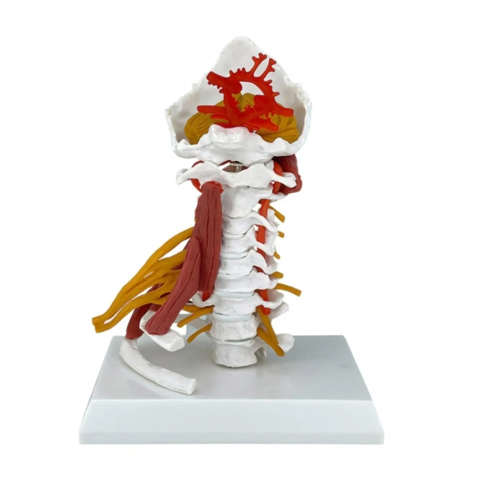 Human Spine Anatomical Model Life Size Neck Vertebrae with Muscle Nerve Markings on Rectangular Base for Study