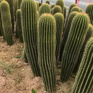 

Car Windshield Sun Shade Cover Sunshade Visor For Mazda CX30 CX-30 2023 2022 2021 2020 Accessories