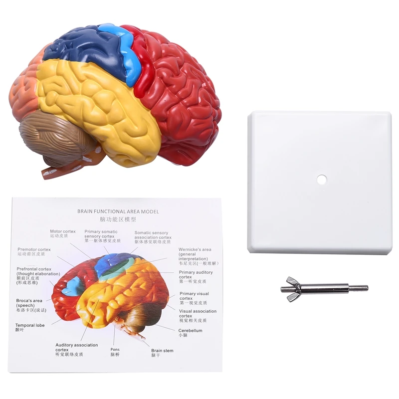 Cerebral Anatomical Model Anatomy 1:1 Half Brain Brainstem Teaching Lab Supplies