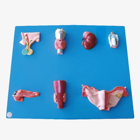 

Anatomical Endocrine Organ model