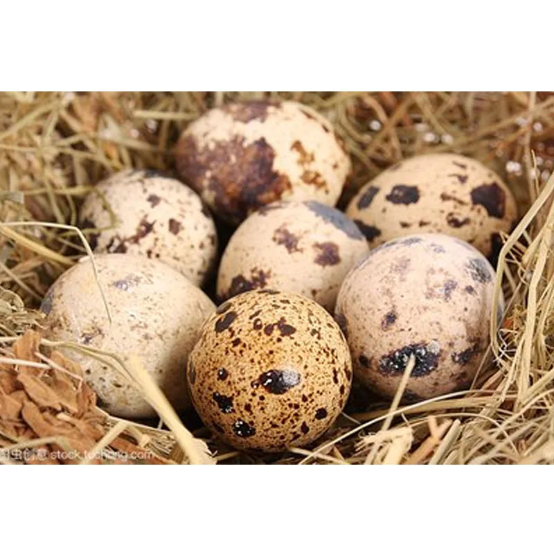 25Kg/H High-Efficiency Automatic Sheller Machine Quail Egg Shelling Machine