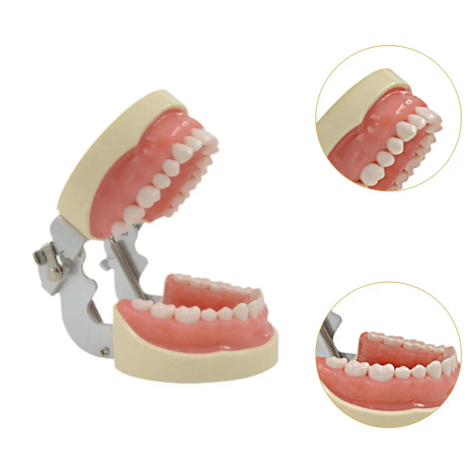 Tooth Model Learning Multifunctinal Tooth Teach Practice Model Demonstration Tooth Model Kids Dental Teaching Brushing Model