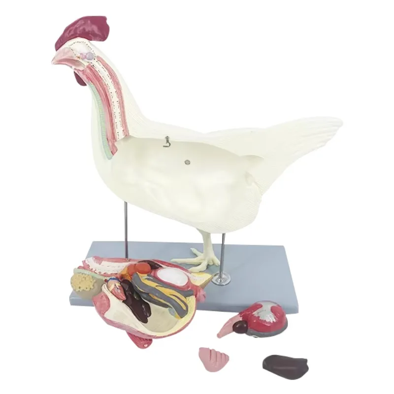 PVC Hen Anatomical Model for School Teaching - Detailed Anatomy Representation Educational Tool