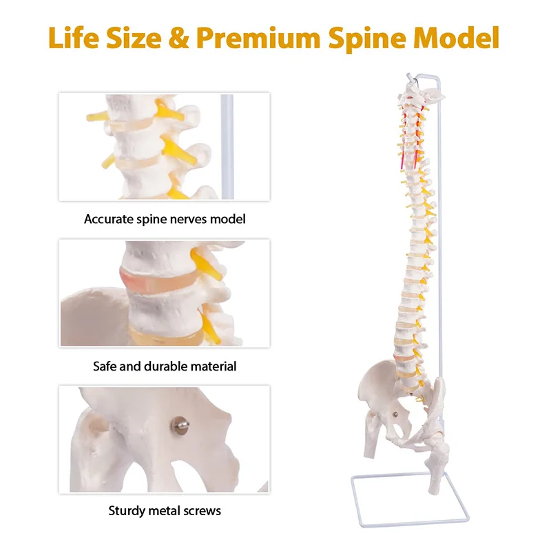 Medical Spine Model Life Size 85cm White Bone Vertebrae, Nerves, Arteries, Lumbar Column And Male Pelvis, Includes Stand