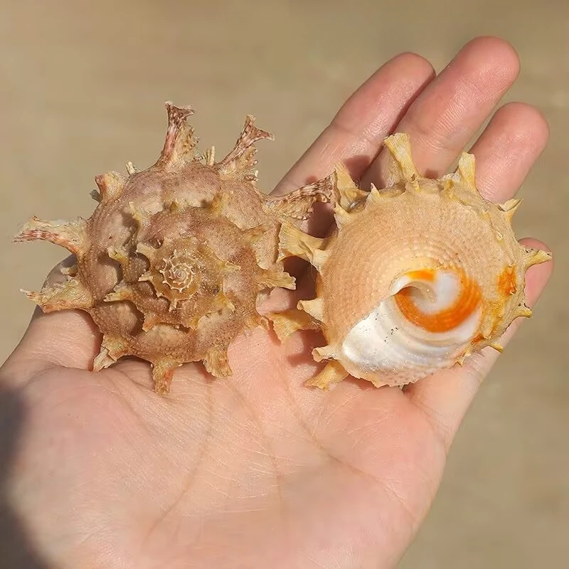 New Raytheon Star Snail Natural Conch Shell Rare Collection Specimen Marine Science Material Fish Tank Landscaping Ornament