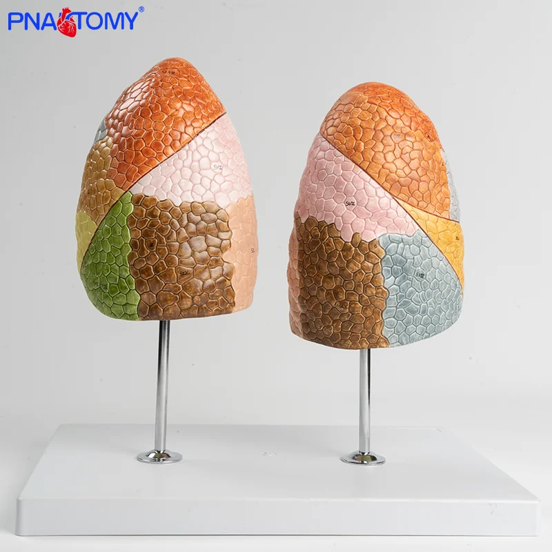 

Color Segmented Lung Model Human Lung Model Color Segmented Internal Organs Anatomical Model