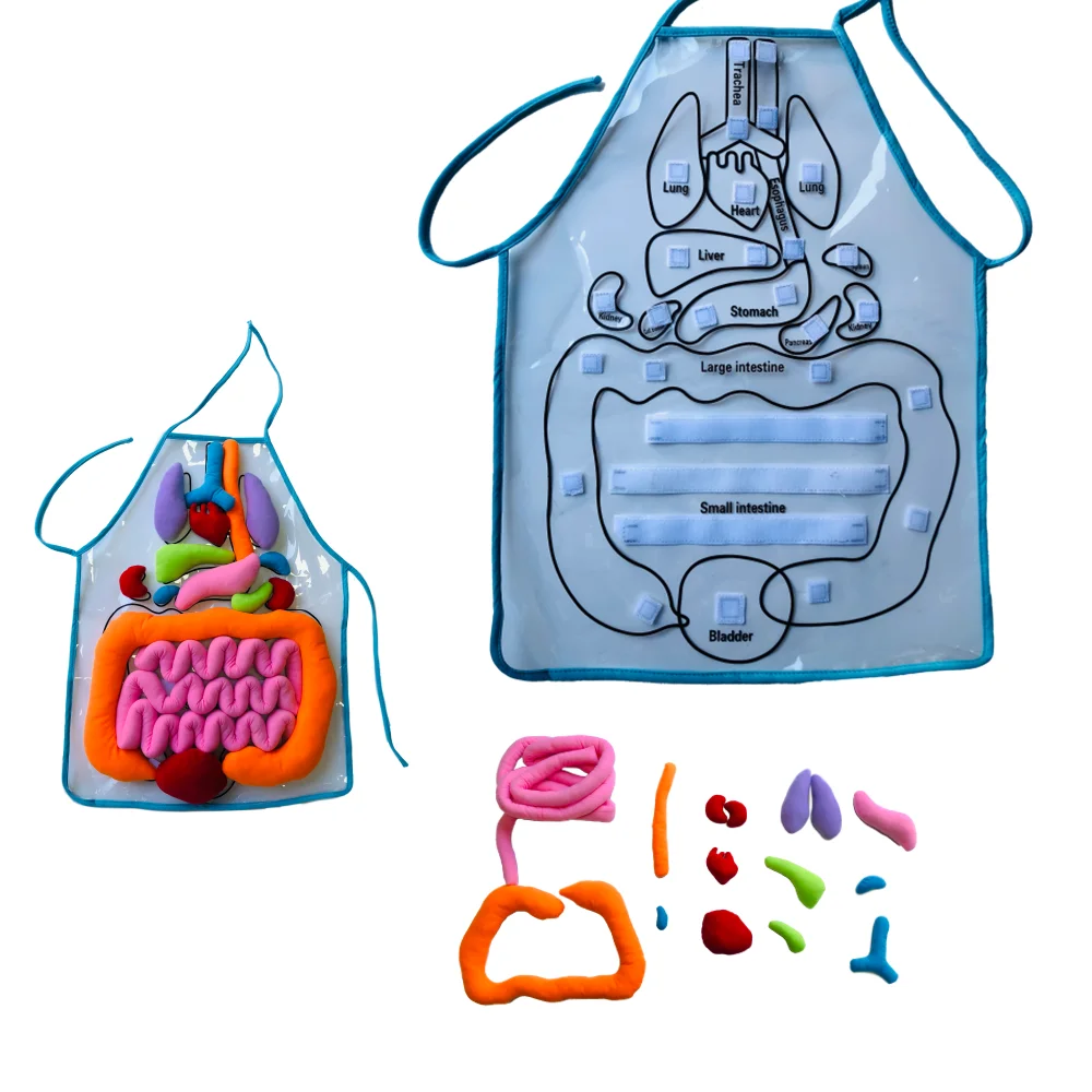 Human Organ Cognition Apron Montessori Biology Materials Early Educational Equipment To Learn Body Teaching Aids