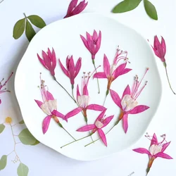 50pcs Pressed Dried Fuchsia hybrida Voss Flower Herbarium For Resin Epoxy Jewelry Card Bookmark Frame Phone Case Makeup Lamp
