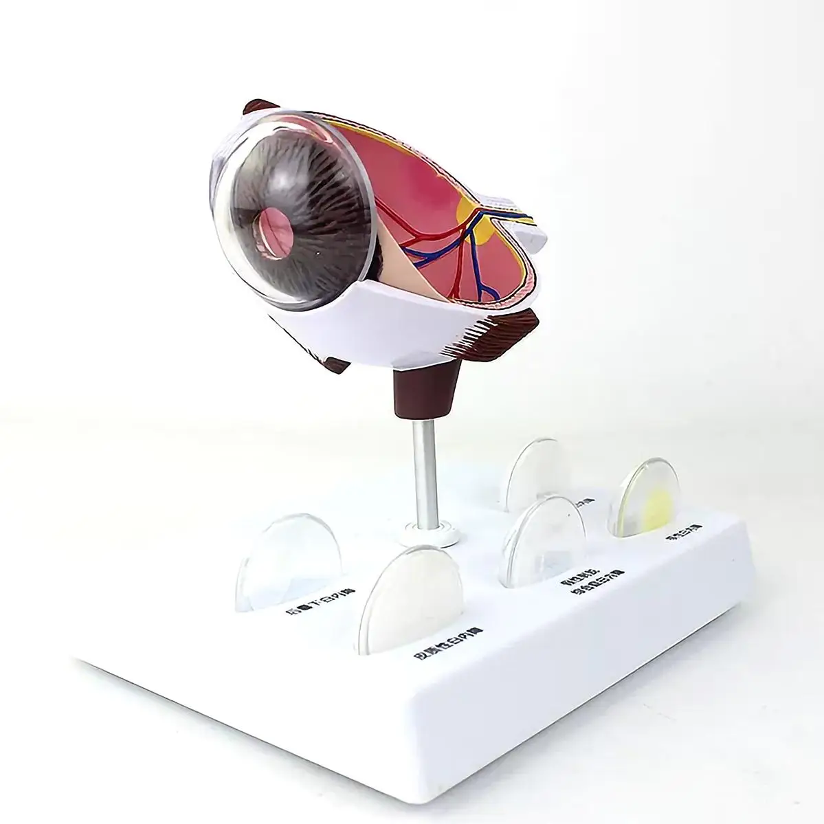 Human Cataract Magnification Eye Internal Anatomy Model Medical School