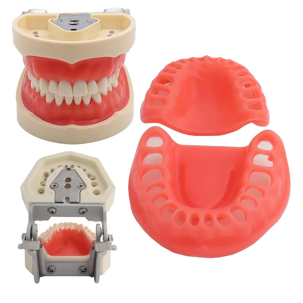 Dental Model Teeth Model Fit Nissin Dental Teaching Tooth Model Standard with 32pcs Teeth Gingiva Demonstration