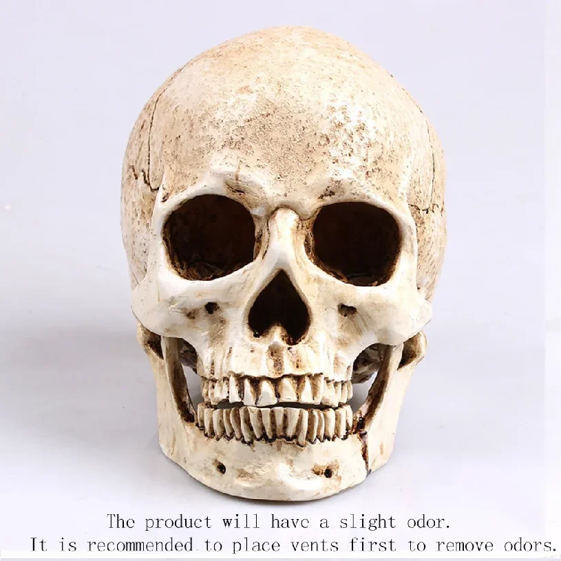 Escultura de Cráneo Animal para Decoración de Halloween, Artesanía de Resina, Réplica Médica, Modelo Médico, Réplica de Vida Tamaño Real, Alta Calidad 1:1