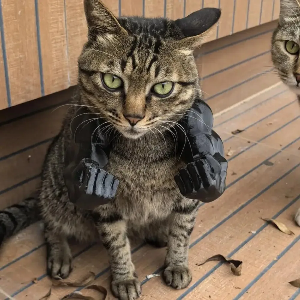 Brazos de hulk para tu gato
