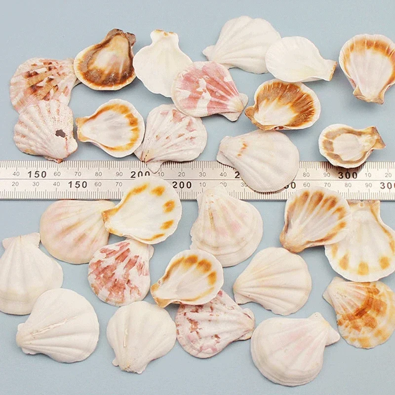 Natural Mini Conch Mediterranean 1Bag Interesting Colored Mixed Real Small Sea Shells Aquarium Nautical Decoration Ornaments