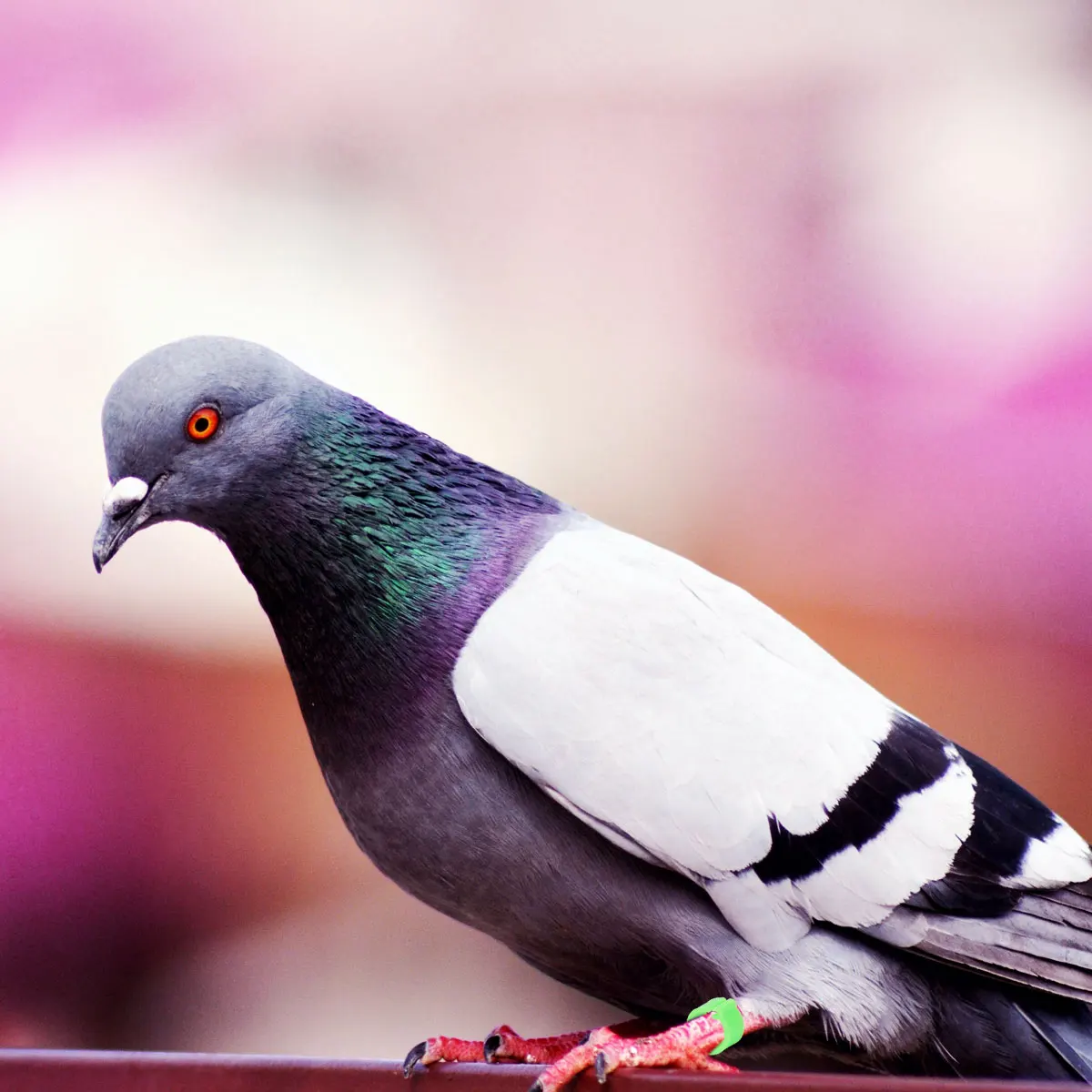 100Pcs Safe Bird Opening Foot Rings Visually Appealing for Pet Owners Pigeons Parrot Identification Green Bird Foot Rings