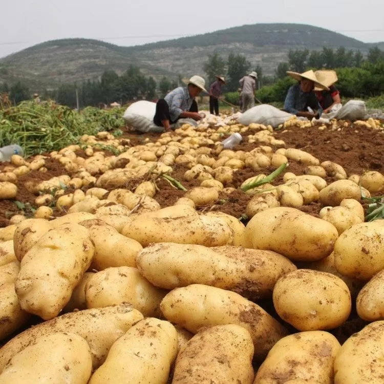 Mini Potato Harvesting Machine Price - Compact Small Potato Digger for Sale