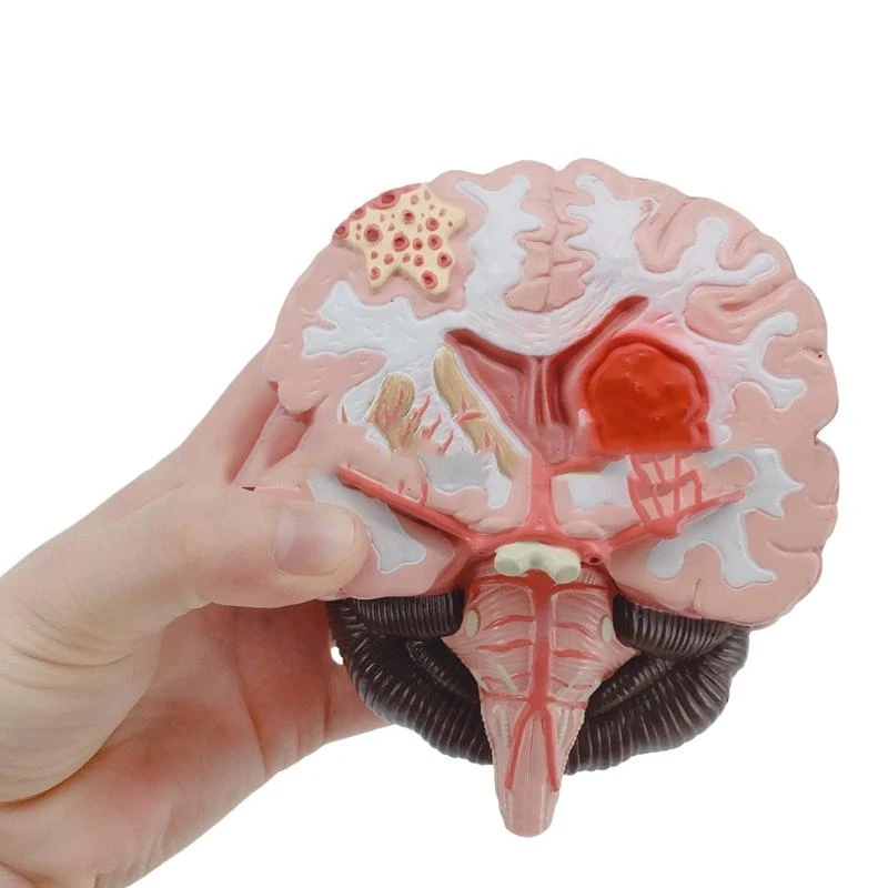 Multifunctional Realistic Human Model Size 4.33'' x 7.48'' x 7.48'' with Displaying Stand Education Use Only best sale