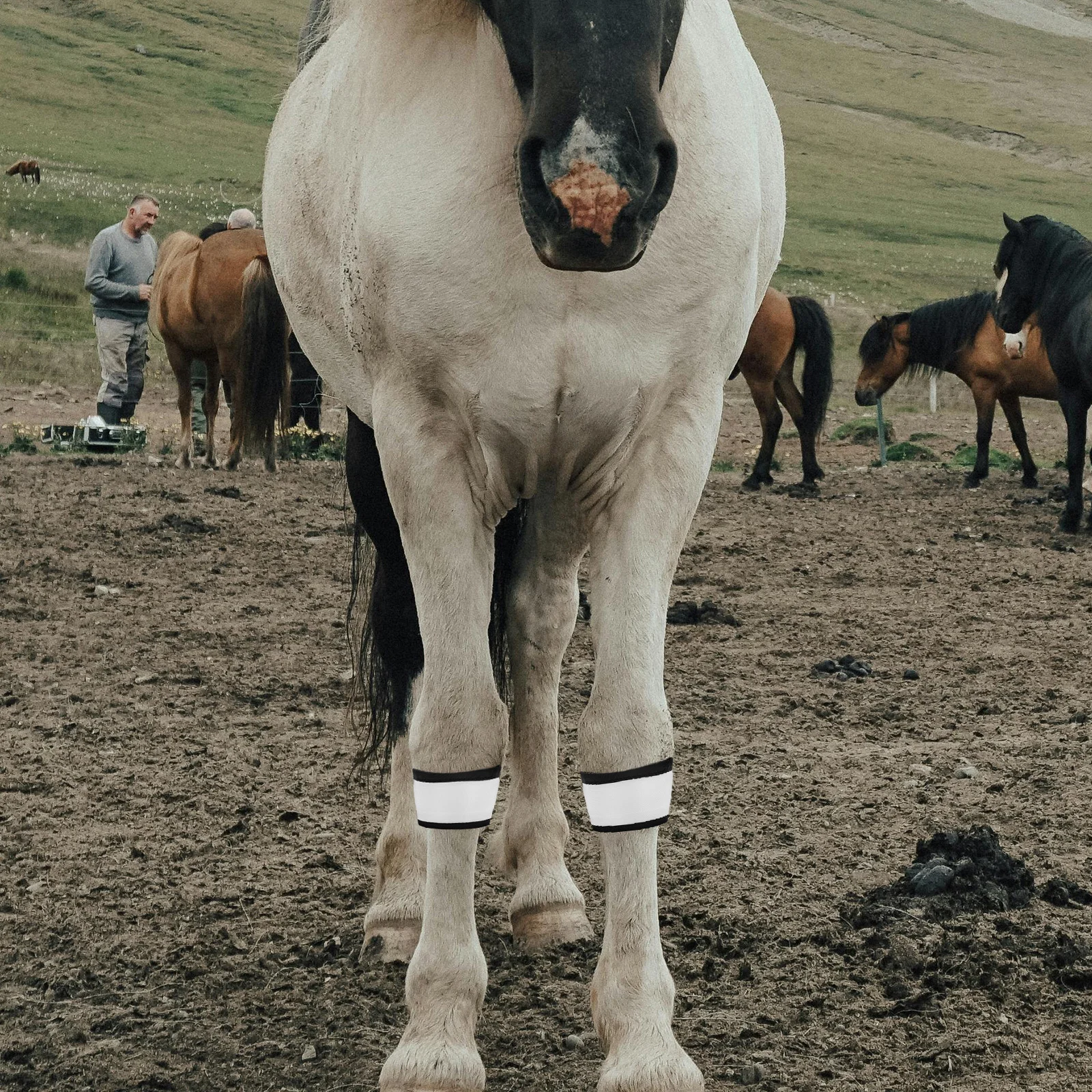 4 قطعة LED الحصان الساق الأشرطة ليلة السلامة عالية الوضوح العصابات العاكسة معدات ركوب الفروسية LED الحصان الساق الفرقة