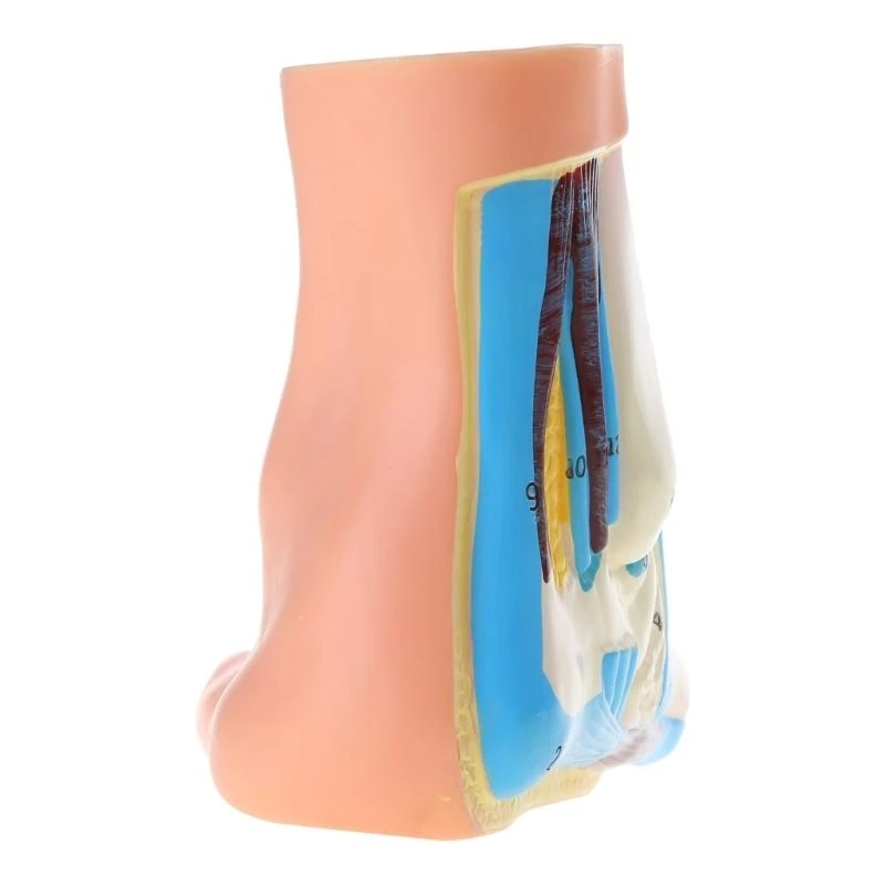 Normal Flat High Arched Foot Anatomy Model for Medical Teaching Doctor Patient Communication Display Clinic Education