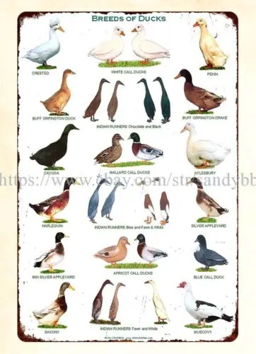 Breeds of ducks farm backyard geese metal tin sign plaque wall hanging sign
